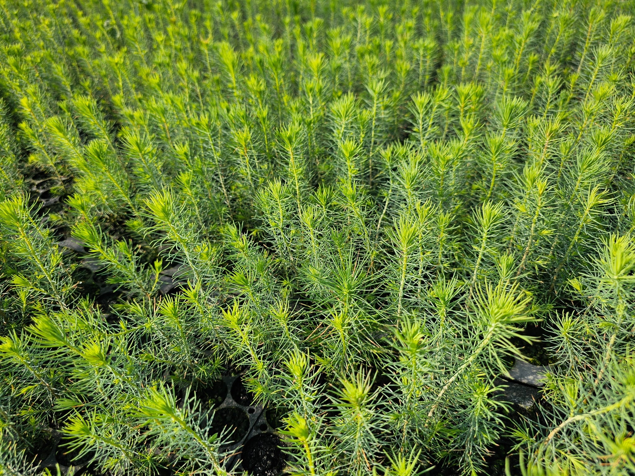 Harilik kuusk, potitaim