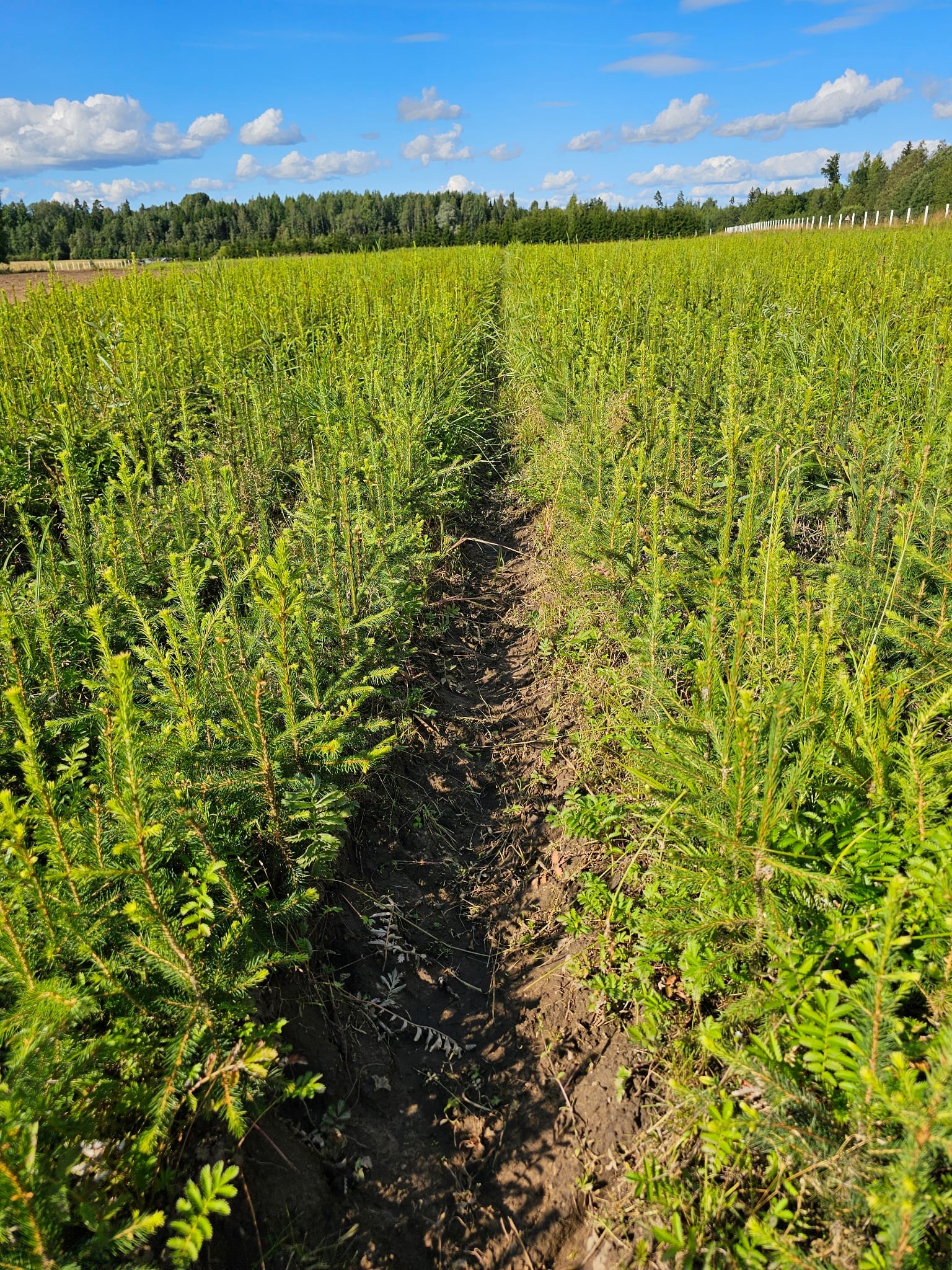Harilik kuusk avajuurne