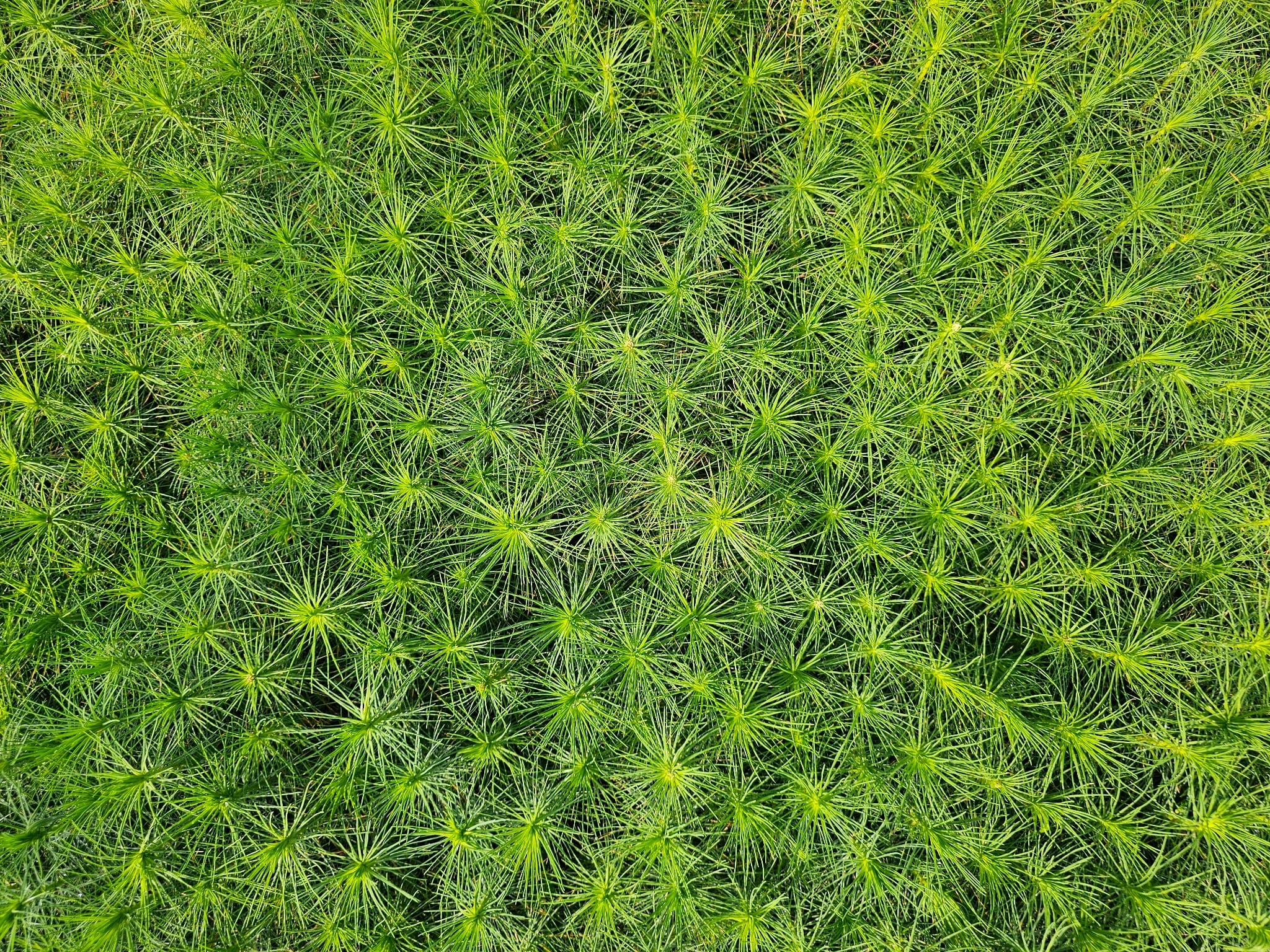 Harilik mänd, potitaim